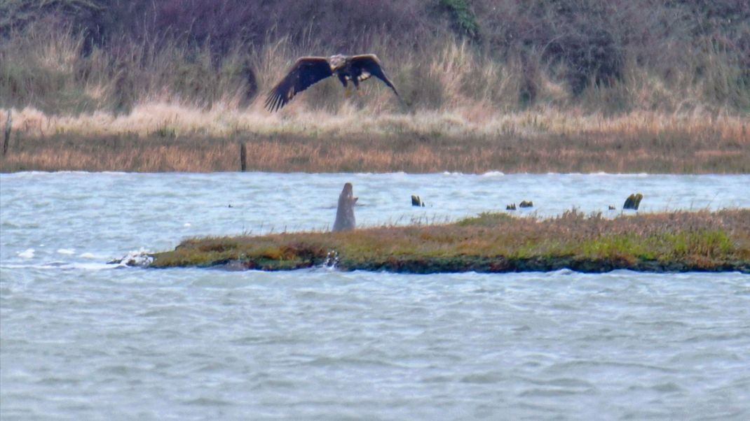 Ein Seeadler, der sich auf die Wasseroberfläche stürzt, direkt unter ihm eine ausgewachsene Kegelrobbe. 