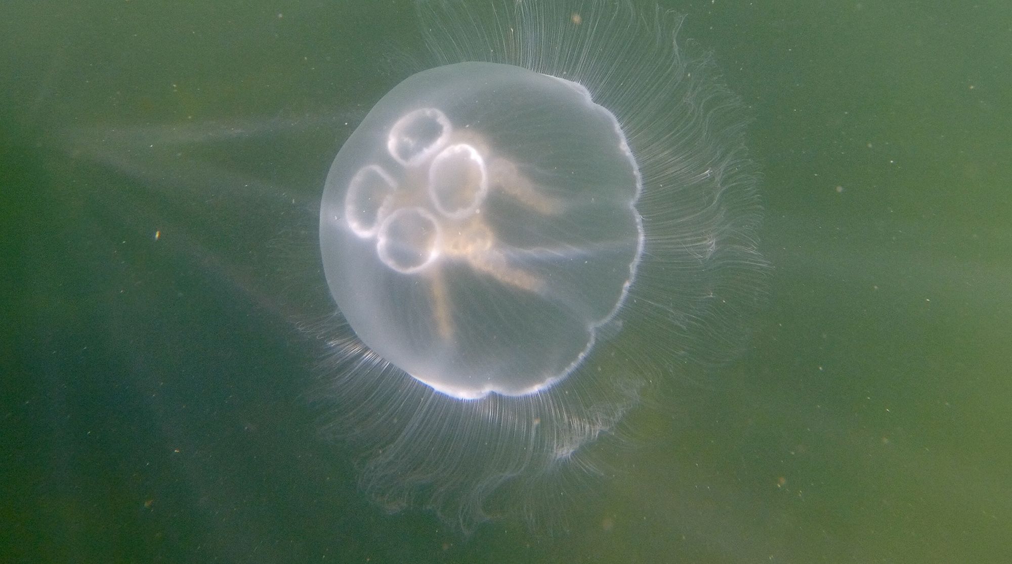 медузы в азовском море