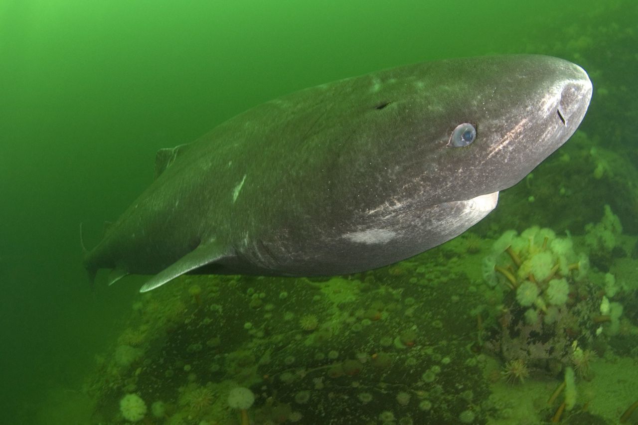 Mit 150 Jahren ist er endlich reif zur Fortpflanzung: Der Grönland-Hai lässt sich Zeit. Kann er auch - bei einer Lebenserwartung von 400 Jahren.