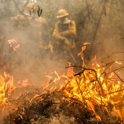 Rekordwaldbrände in Brasiliens Feuchtgebiet Pantanal