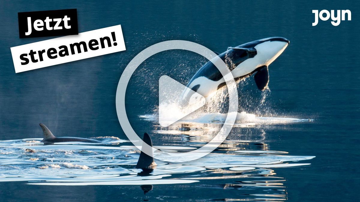 "Galileo": Orcas, die Schiffe versenken: Rächen sie sich an den Menschen?