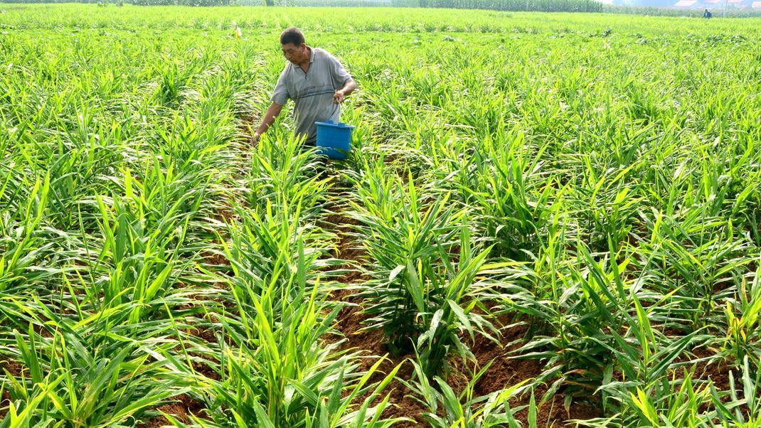 Ingwer Plantage in Ostchina, Shandong. Ingwer kommt meist von weit her und verursacht durch lange Transportwege hohe CO2-Emissionen.