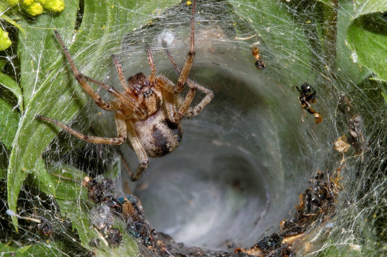 Sydney Trichternetzspinne: Die Größe allein sagt noch nichts über die Gefährlichkeit einer Spinne aus. 