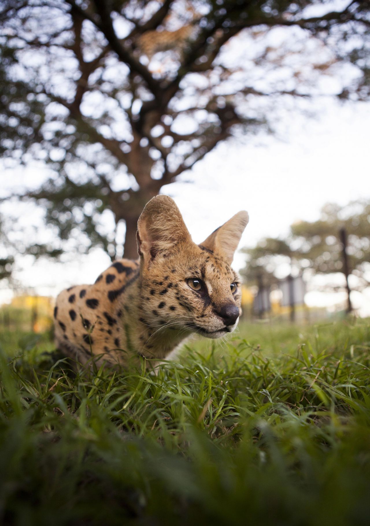 Servals kommen südlich der Sahara vor und sind nicht bedroht.