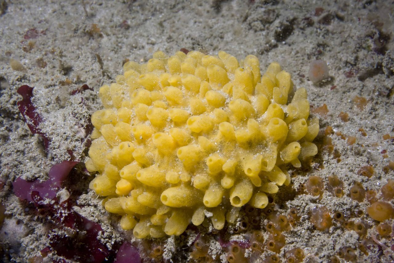 Der Gelbe Igelschwamm findet sich im Ärmelkanal, der Nordsee und im Atlantik.
