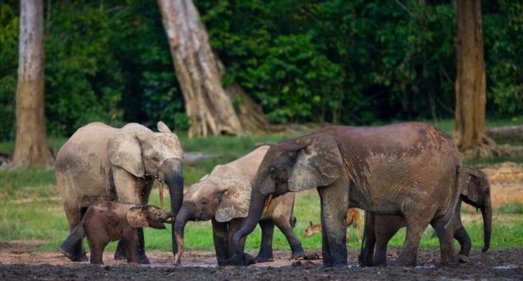 Wald-Elefanten zählen zu den Kleinsten ihrer Art und sind großteils im Dschungel anzutreffen.