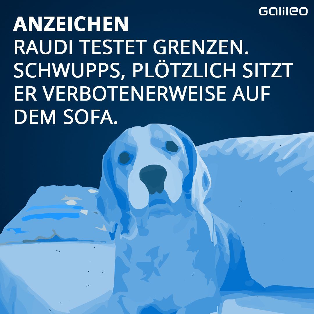 Voll verpeilt! Wenn Hunde in die Pubertät kommen