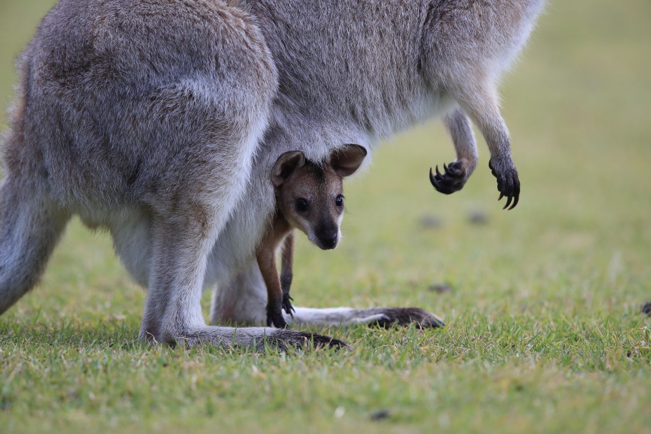 Beuteltiere: Der Nachwuchs wird meist in einem embryonalen Stadium geboren und wächst in einem Beutel heran wie bei diesem Rotnackenwallaby. Die meisten Wissenschaftler:Innen sind der Meinung, Beuteltiere und höhere Säugetiere, die ihre Kinder fertig gebären, haben gemeinsame Vorfahren, entwickelten sich dann aber unabhängig weiter.