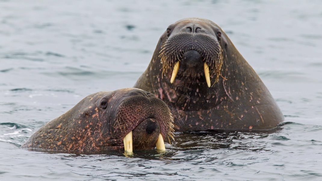 Zwei männliche Walrosse im Wasser.