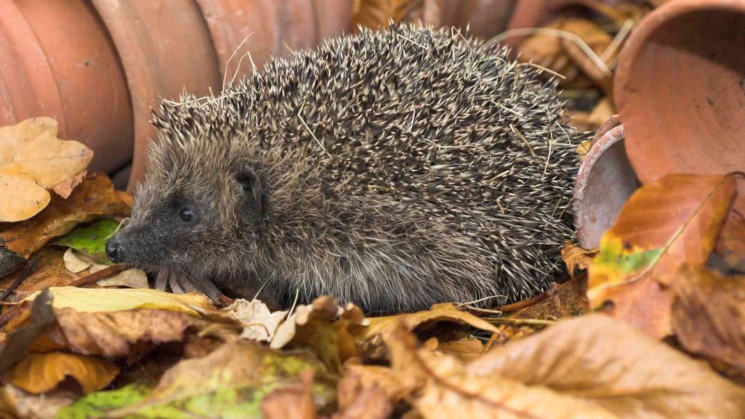 In einem nicht perfekt aufgeräumten Garten finden Igel die besten Bedingungen.