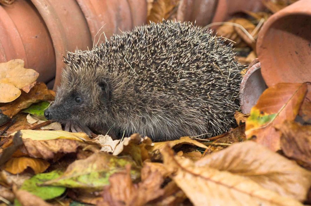 In einem nicht perfekt aufgeräumten Garten finden Igel die besten Bedingungen.