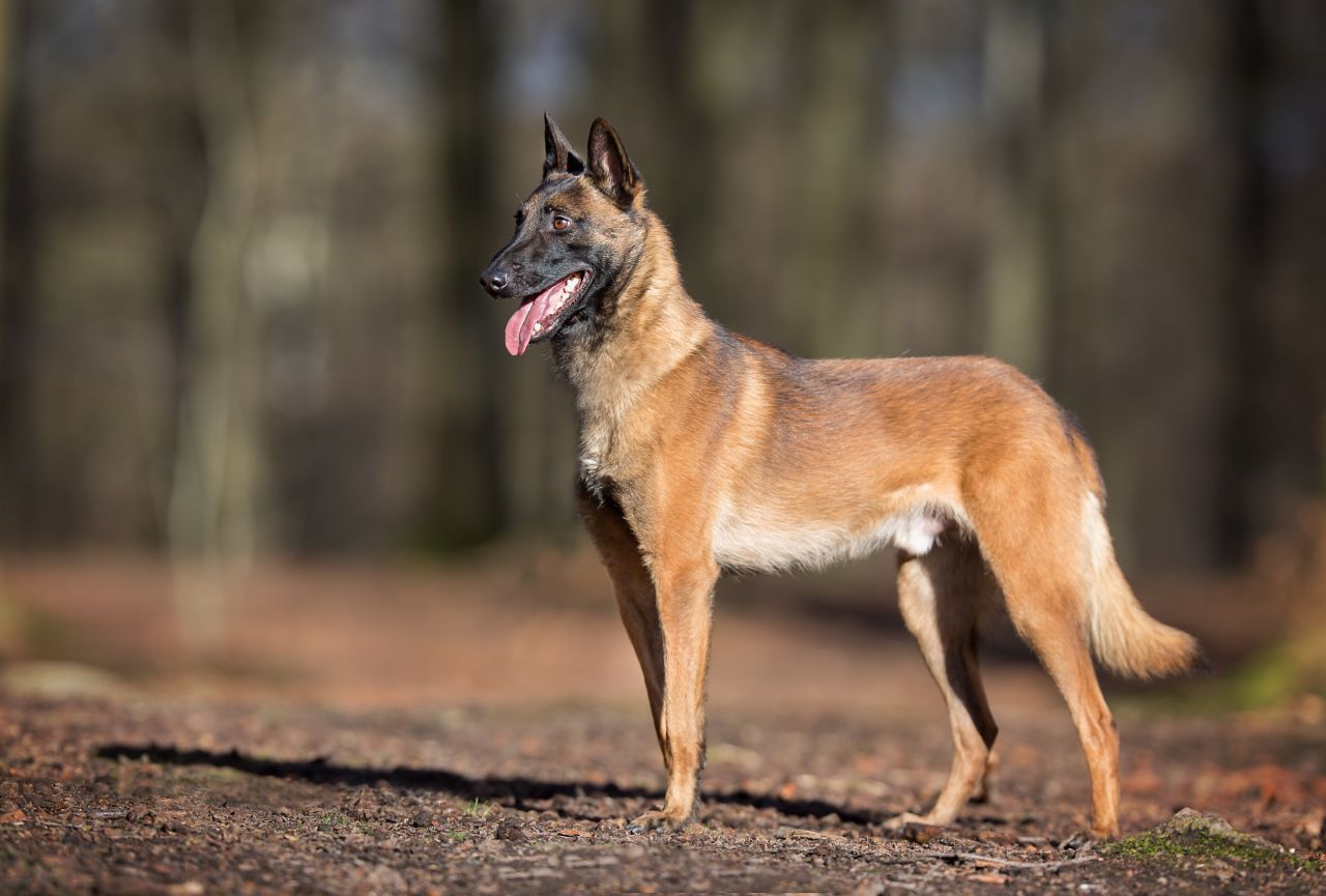 Der Malinois ist der belgische Bruder des Deutschen Schäferhundes. Guter Spürsinn und Ausdauer sind garantiert. 