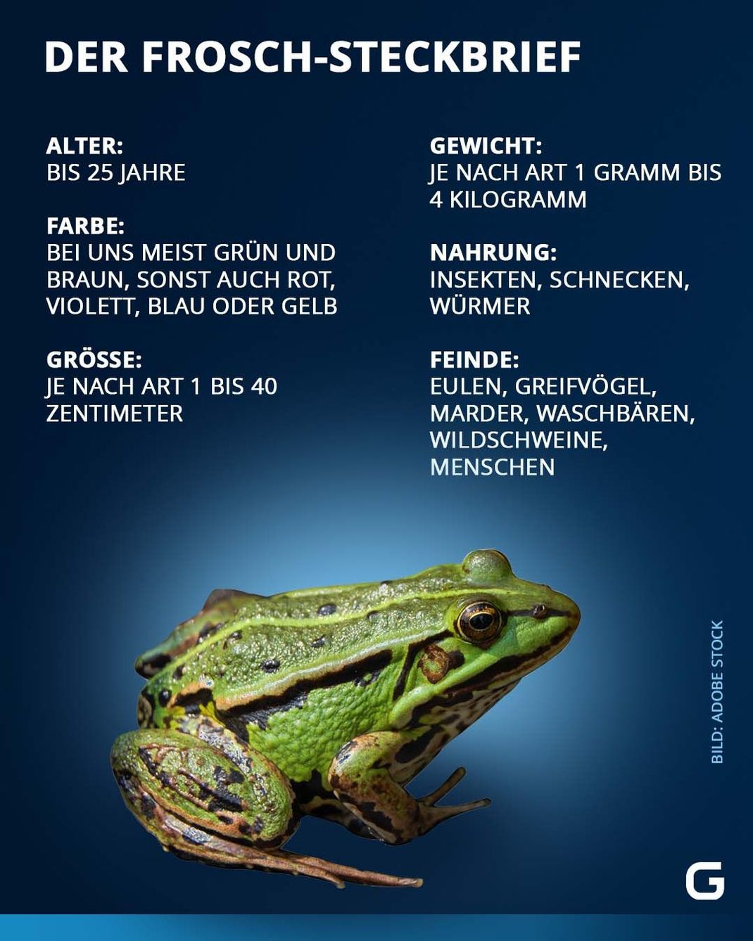 Das Wichtigste zum Frosch im Überblick