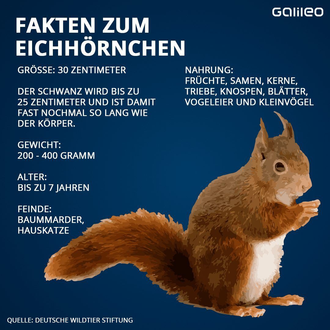 Fakten und Zahlen zum Eichhörnchen