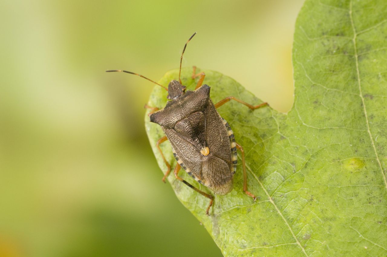 Die Rotbeinige Baumwanze ist eine der größten mitteleuropäischen Wanzenarten. Ihr Körper wird bis zu 15 Millimeter lang.