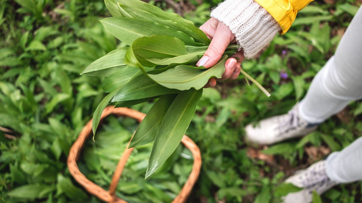 Bärlauch pflücken im Frühling