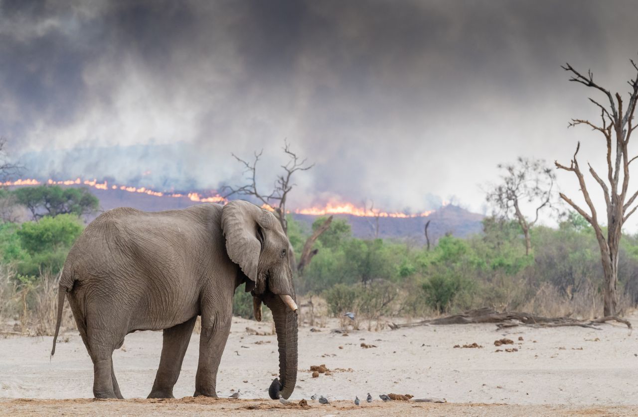 Im Lebensraum von Elefanten in Afrika gehören Feuer zum Ökosystem dazu. 