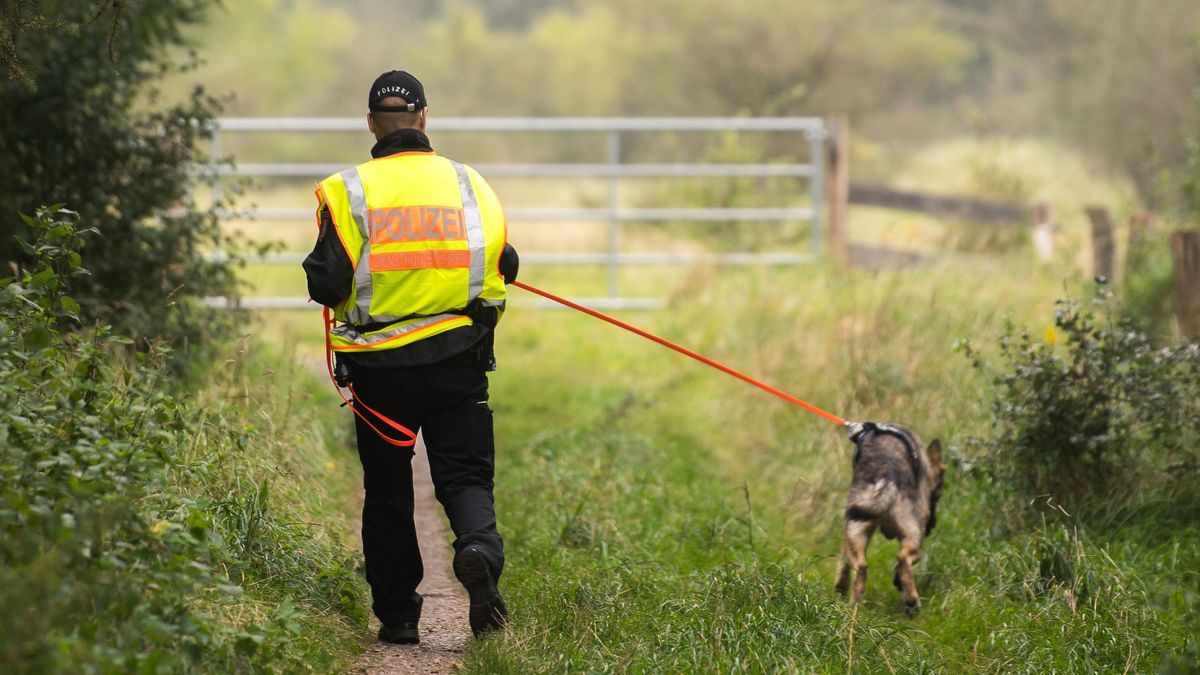 Auf der Suche nach vermissten Personen kommen auch regelmäßig Polizeihunde zum Einsatz (Symbolbild). 