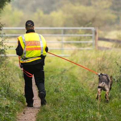 Auf der Suche nach vermissten Personen kommen auch regelmäßig Polizeihunde zum Einsatz (Symbolbild). 