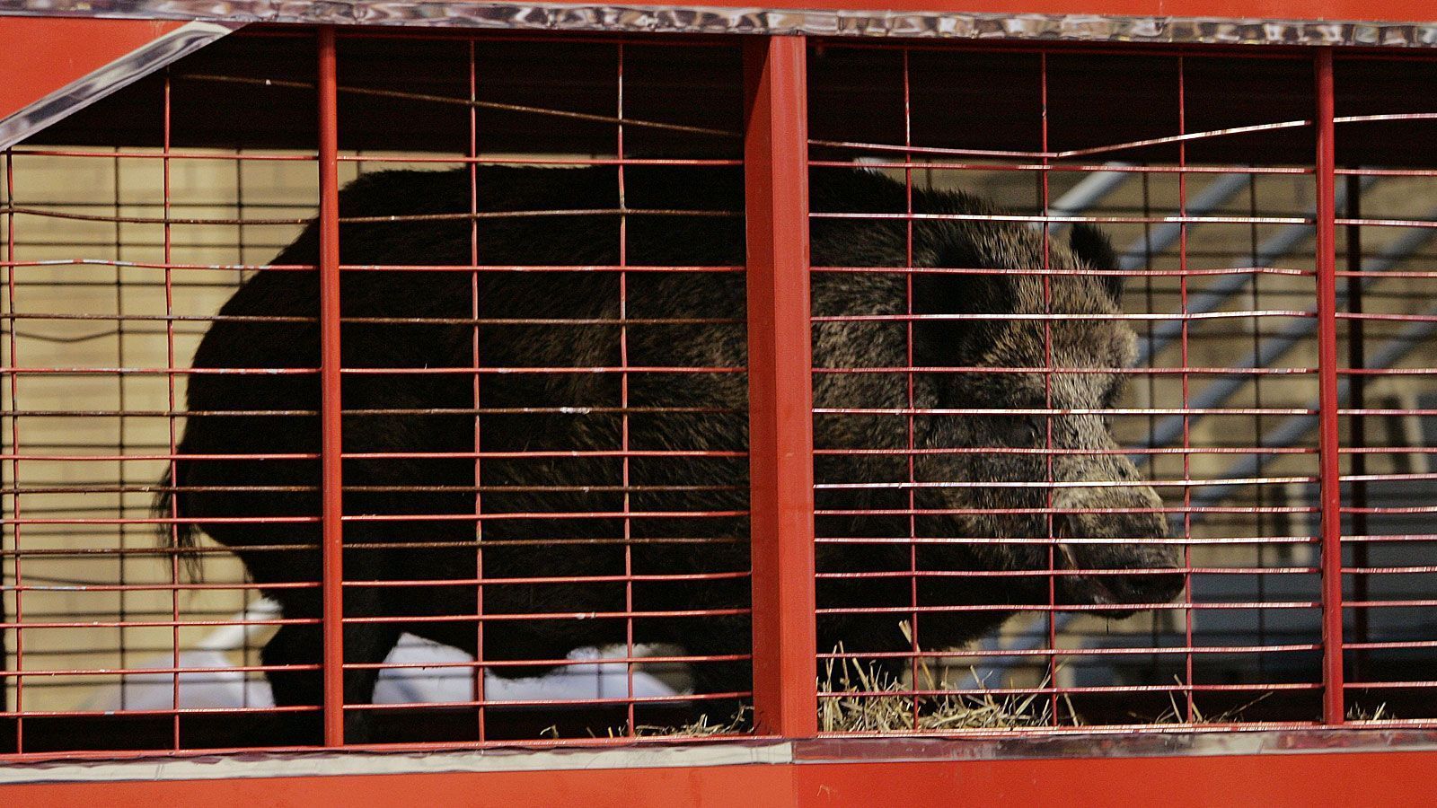 
                <strong>Tusk (Arkansas Razorbacks)</strong><br>
                Rund um die University of Arkansas treibt Tusk sein Unwesen. Das Wildschwein ist eines der jüngsten Maskottchen und bereichert die Spiele der Arkansas Razorbacks seit 1997, zuvor waren verschiedene andere - auch wilde - Schweine im Einsatz. Im Laufe der Saison 2019 übernimmt Tusk V das Zepter von seinem Vater. Vor jedem öffentlichen Auftritt genießt Tusk ein Bad mit Shampoo, um entsprechend herausgeputzt vor die Massen zu treten.
              