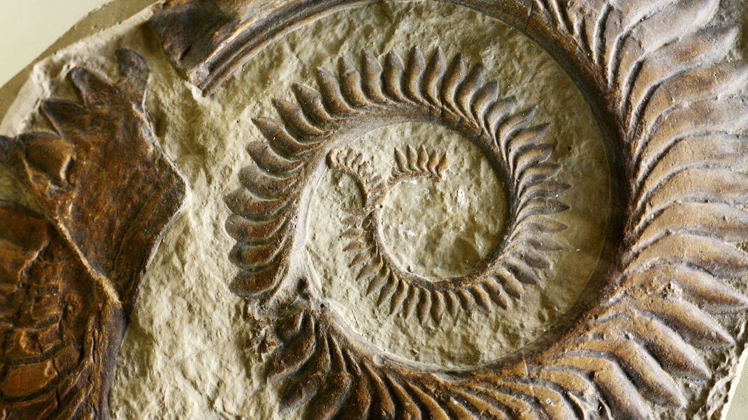 Ein relativ intaktes Fossil des Helicoprion zeigte, dass es damit seine Beute zermalmte.