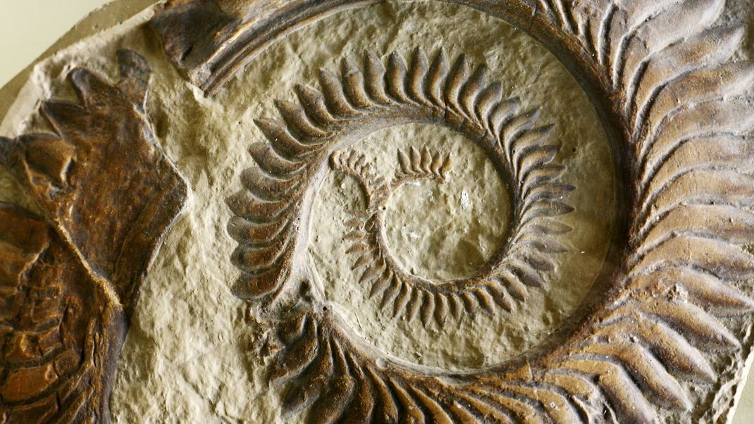 Ein relativ intaktes Fossil des Helicoprion zeigte, dass es damit seine Beute zermalmte.