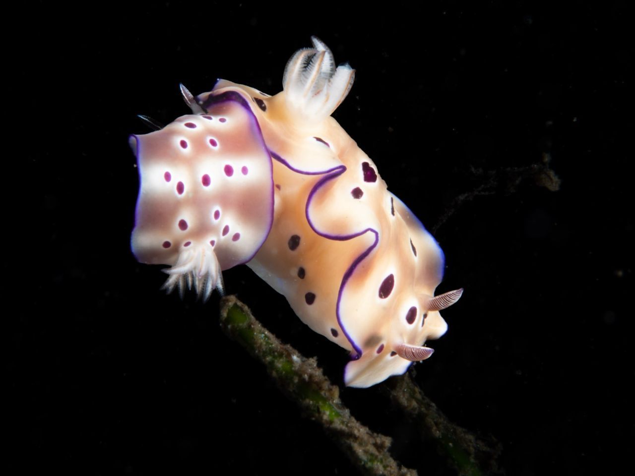Nudibranchia, liebevoll auch "Nudis" genannt, sind nicht einfach nur Meeresnacktschnecken - sie sind die Stars der Makro-Unterwasser-Fotografie, die das kleine Leben mit einem riesigen Objektiv festhält.
