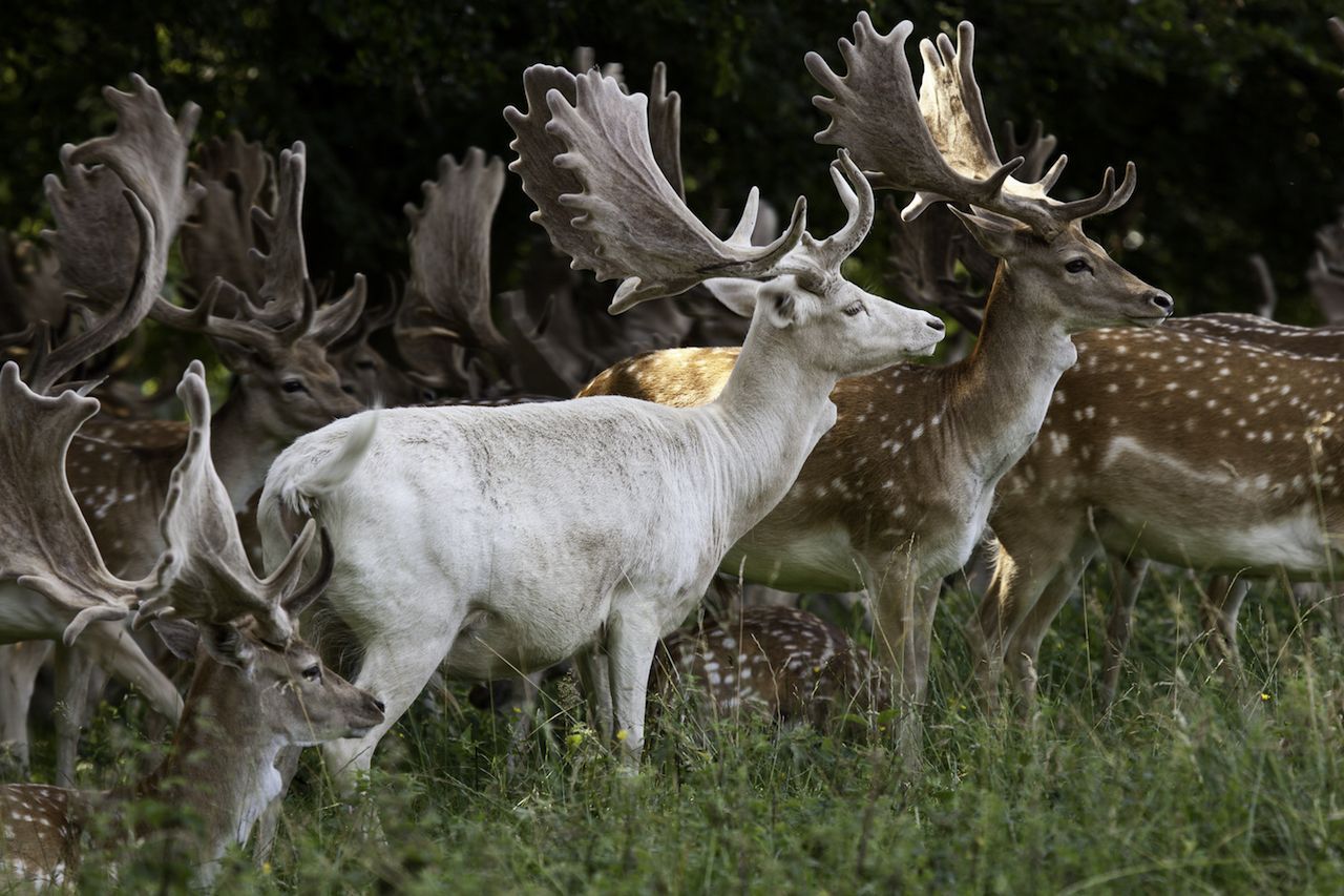 Albino-Hirsch: Albino-Rehe und Hirsche werden von ihrer Herde beschützt.