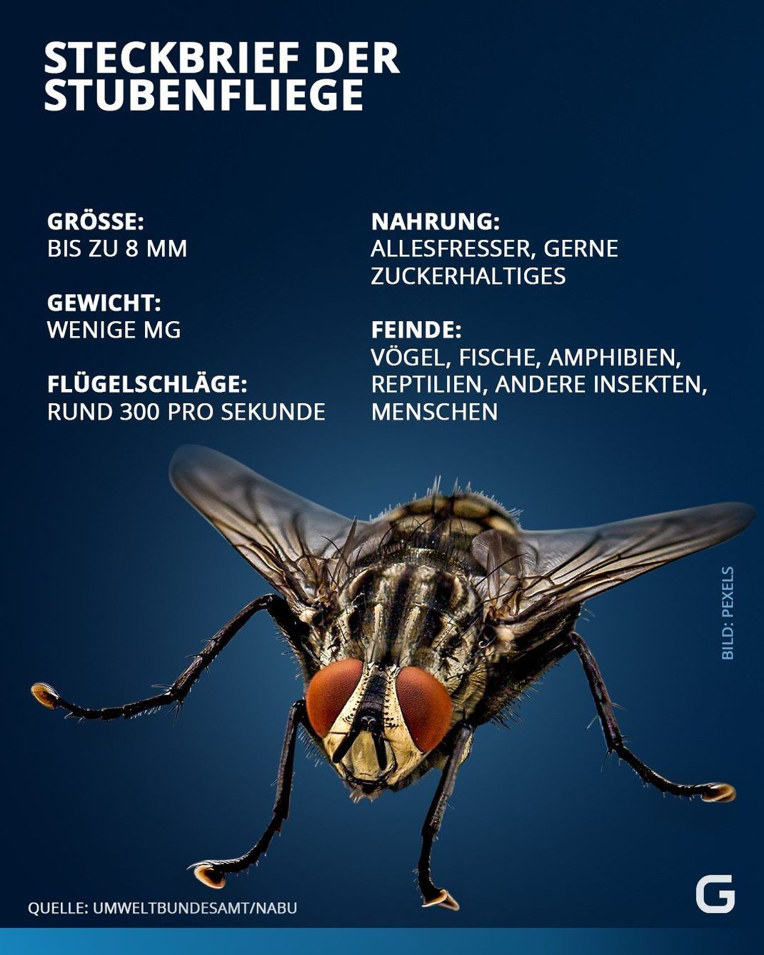 Die wichtigsten Fakten über die Stubenfliege