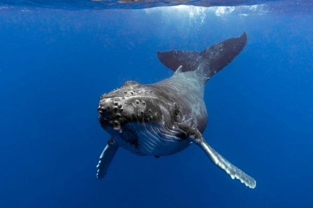 Wale sind natürliche Klimaschützer. Ihr Körper lagert CO2 ein.