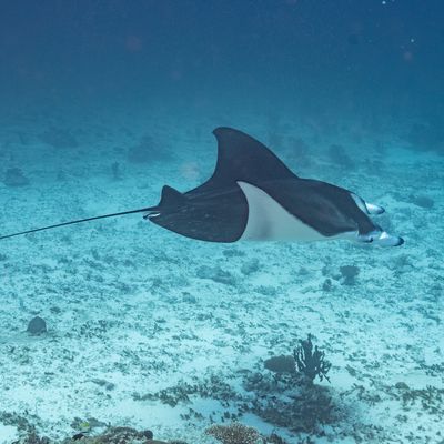 Teufelsrochen