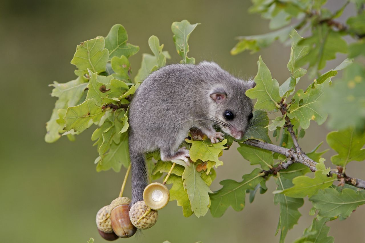 Siebenschläfer ernähren sich von Bucheckern, Eicheln und Haselnüssen.