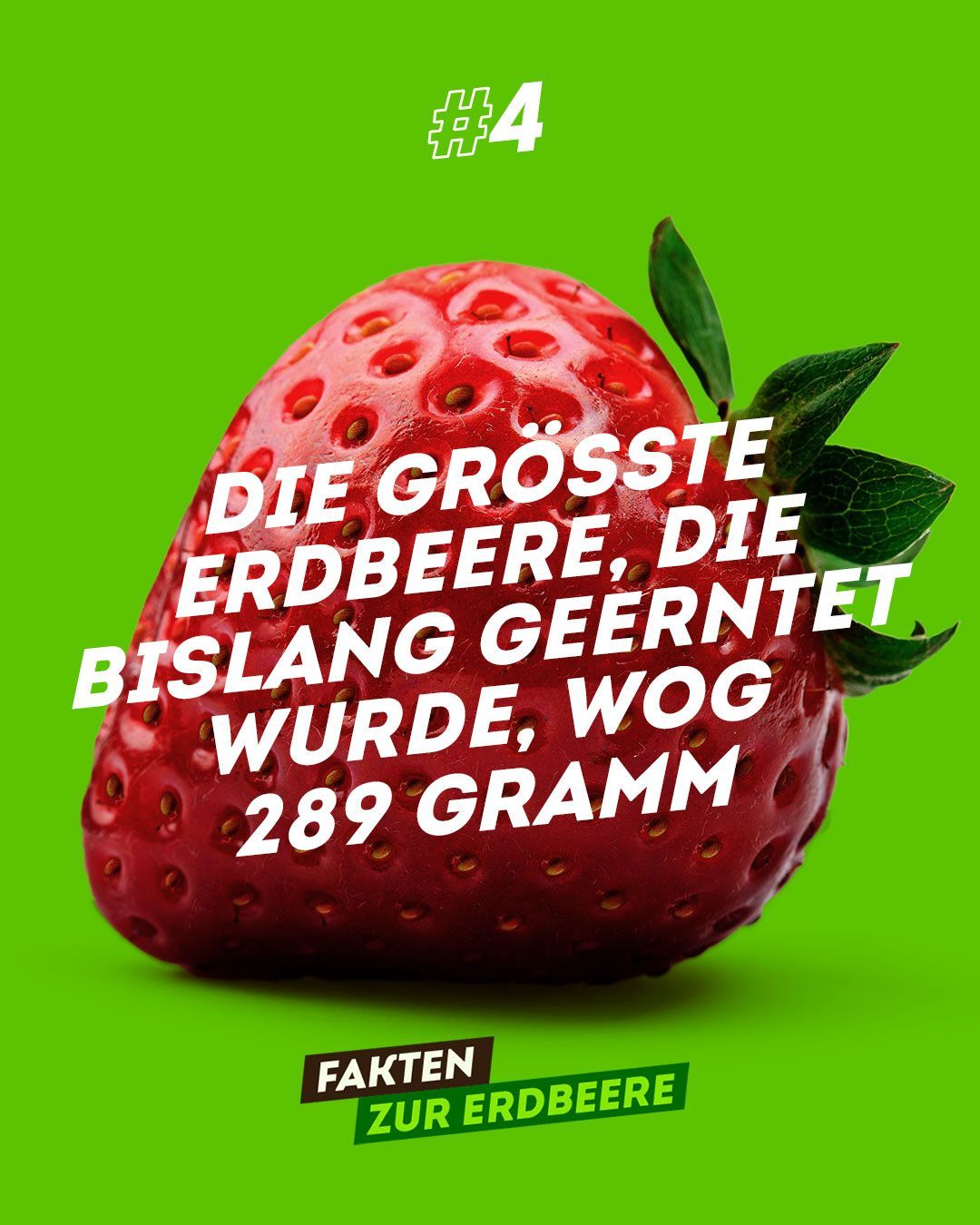 Die Erdbeere ist keine Beere, sondern eine Sammelnussfrucht