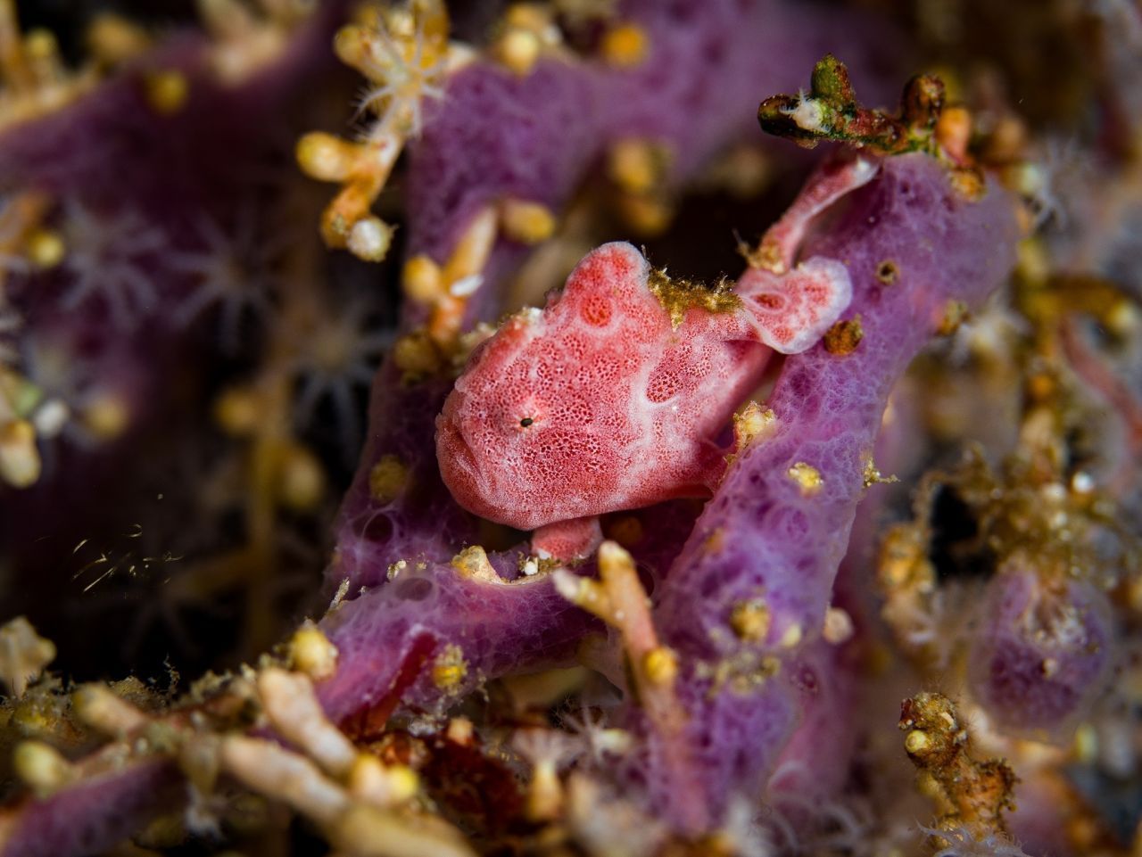 Sieht süß aus, aber in seinem Mikrokosmos ist dieser erdnussgroße Baby-Anglerfisch ein gefürchteter Jäger. Er kann sein Maul auf die zehnfache Größe ausdehnen. Die Familie der Anglerfische ist groß, und manche Mitglieder sind winzig klein. Wenn er mal "groß" ist, misst dieser Anglerfisch rund fünf Zentimeter. Manche Verwandten von ihm werden nicht größer als einen Zentimeter (siehe Video unter der Galerie).