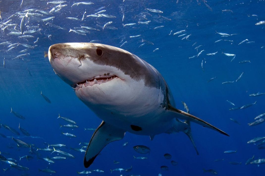 Ein weißer Hai hat ein sogenanntes Revolver-Gebiss: Für jeden ausgefallenen Zahn kommt ein neuer.