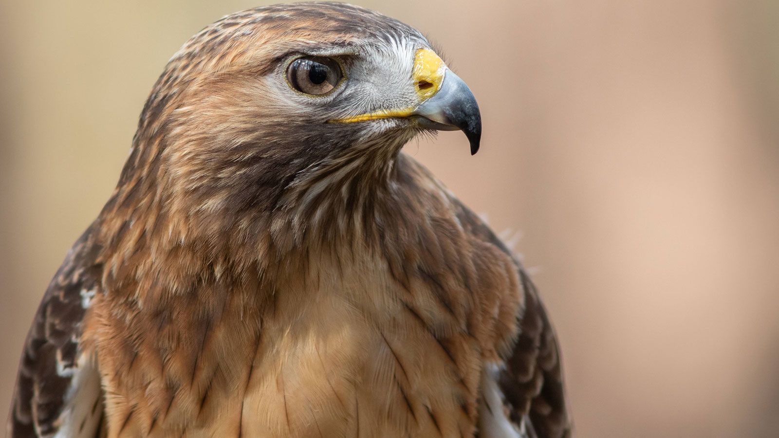 
                <strong>Redhawks</strong><br>
                + 800 (neun US-Dollar für einen US-Dollar)
              