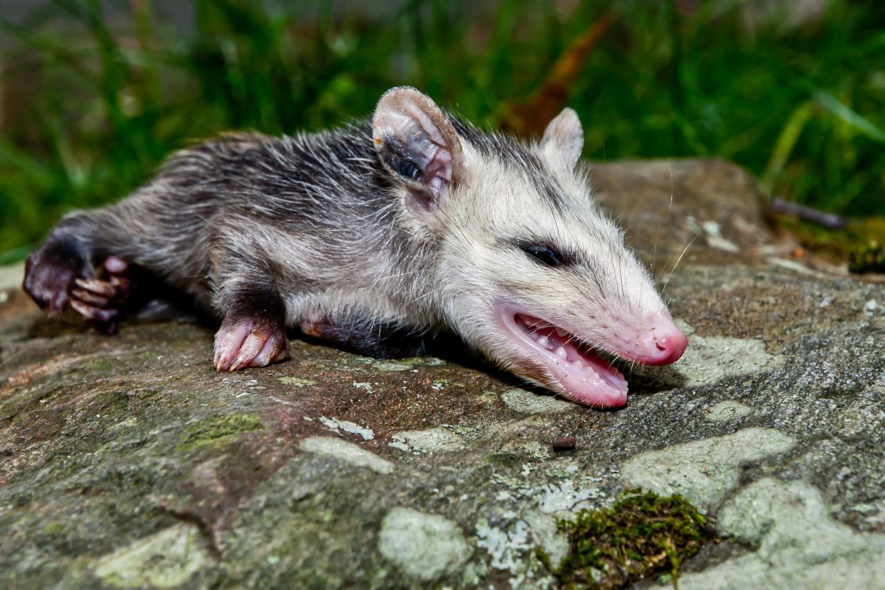 Das Opossum kann sogar physiologische Merkmale des Todes imitieren, indem es seine Körpertemperatur, Herzschlag-Frequenz sowie Atmung abflachen lässt.