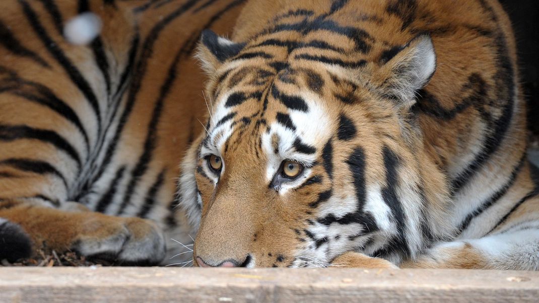 In vietnamesischen Zoos greift die Vogelgrippe um sich, unter anderem Tiger sind erkrankt.