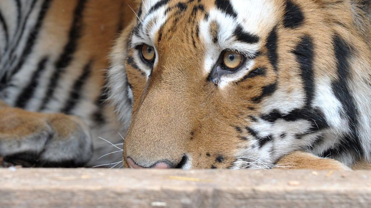 Vogelgrippe bei Tigern