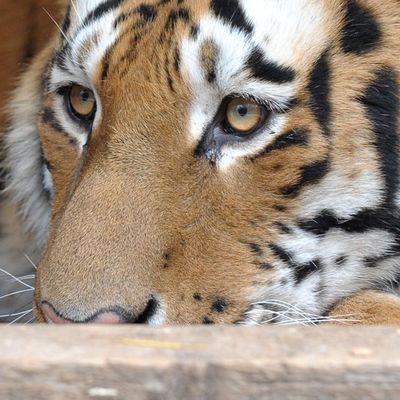 Vogelgrippe bei Tigern