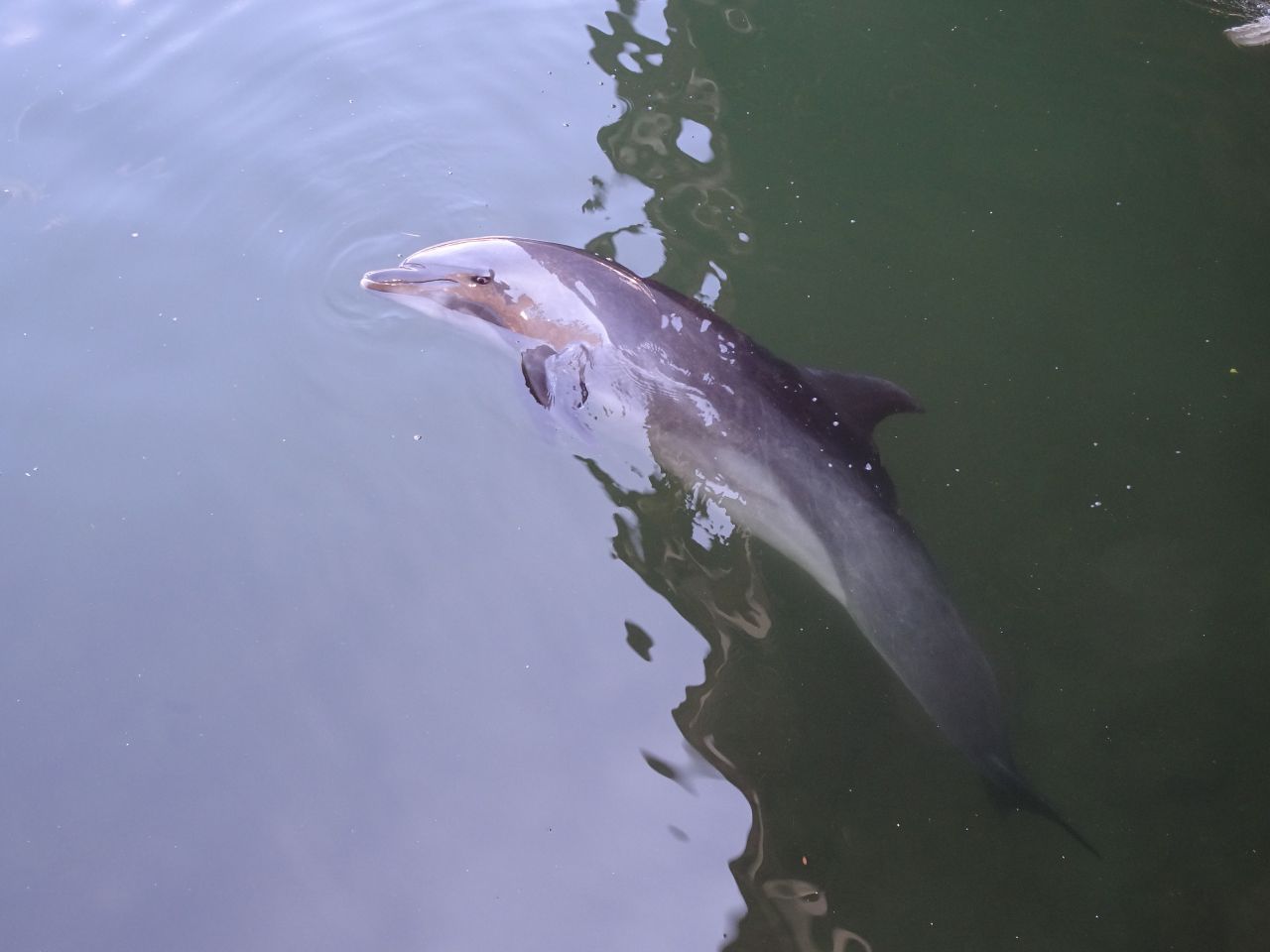 Delfine schlafen nur mit einer Hirnhälfte, die andere bleibt aktiv, um mögliche Gefahren zu erkennen. Dabei wechseln sich die Hirnhälften ab. Zwischendurch kommen sie immer wieder an die Wasseroberfläche, um Luft zu holen.