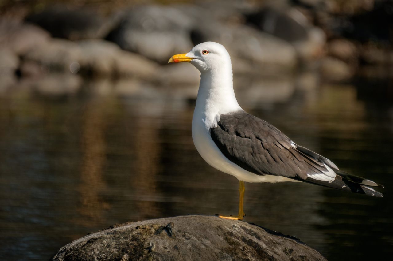 Heringsmöwen sind ungefähr so groß wie die klassische Silbermöwe. Größter Unterschied: Sie haben leuchtend gelbe Beine und dunkelgraue Flügel. Wie der Name schon vermuten lässt, bevorzugen Heringsmöwen Fisch als Nahrung, vor allem den atlantischen Hering. 