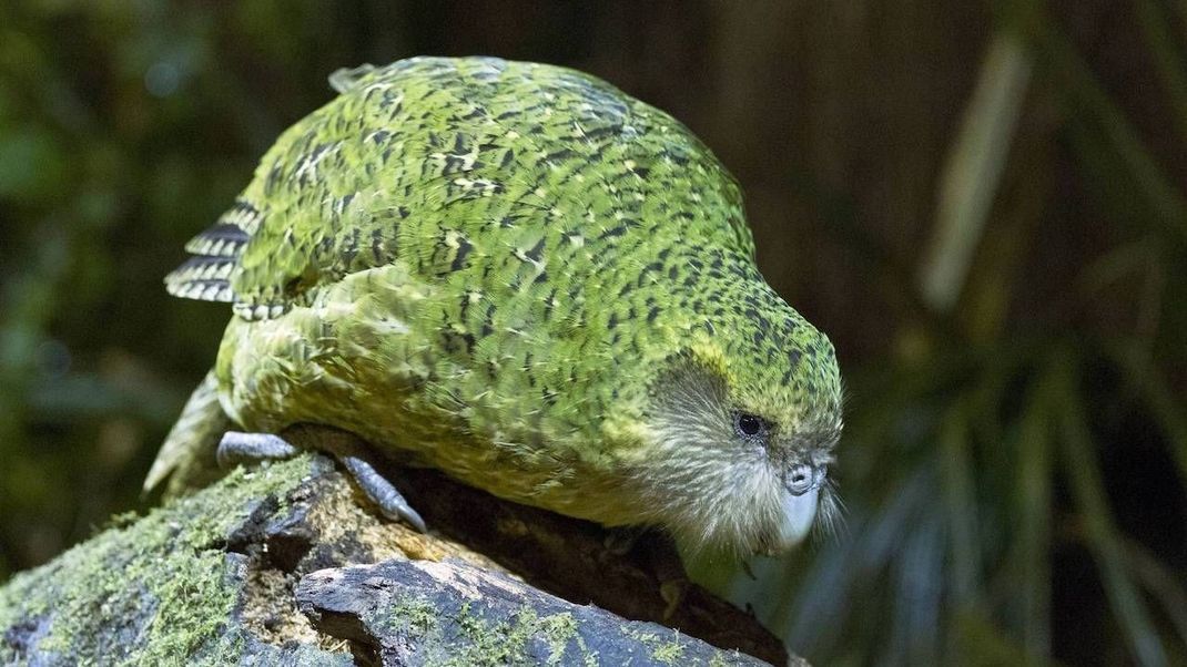Der Kakapo ist ein flugunfähiger Papagei, der vom Aussterben bedroht ist.