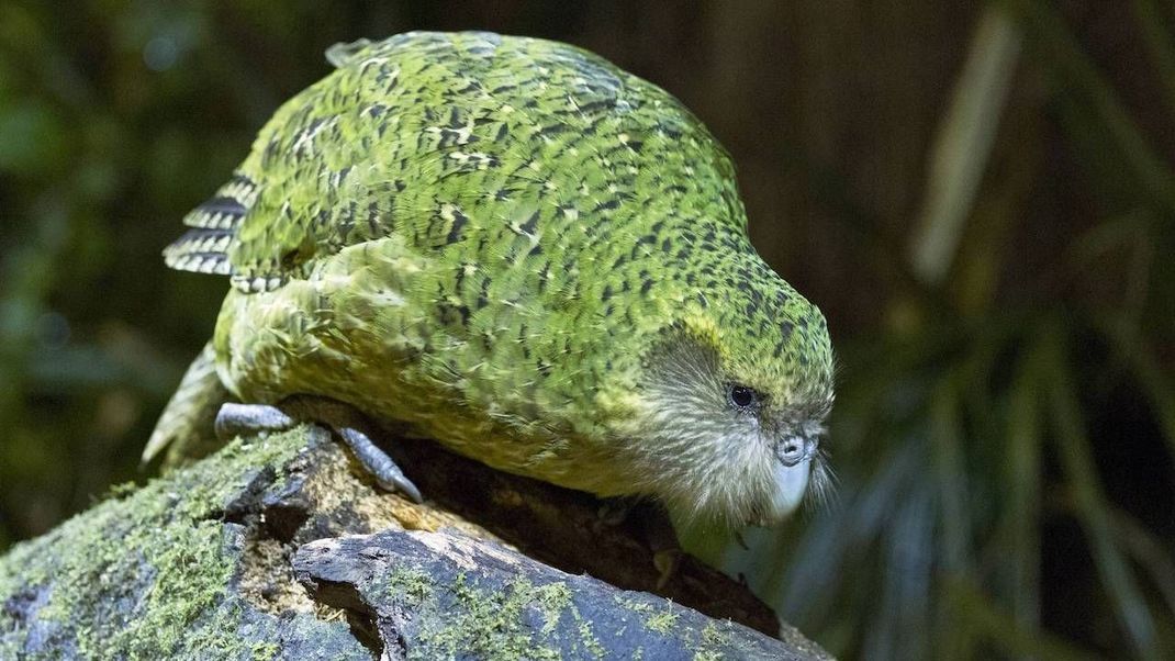 Der Kakapo ist ein flugunfähiger Papagei, der vom Aussterben bedroht ist.