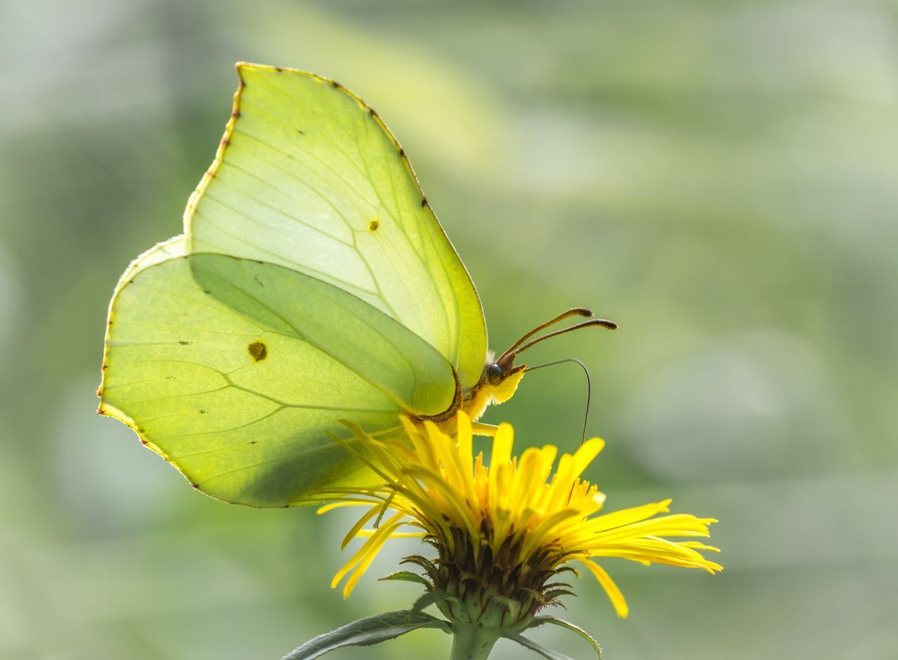 In Europa und Asien ist der Zitronen-Falter zu finden. Er mag Sonne und blühende Blumen.