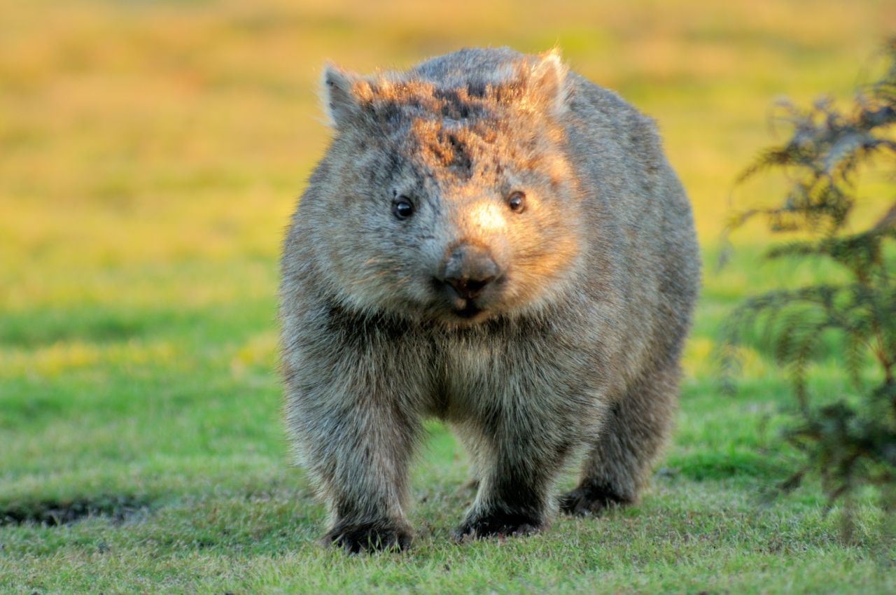 Feuer-Stratege: Wombats buddeln sich bei Feuer im Boden ein und erhöhen damit ihre Überlebenschancen.