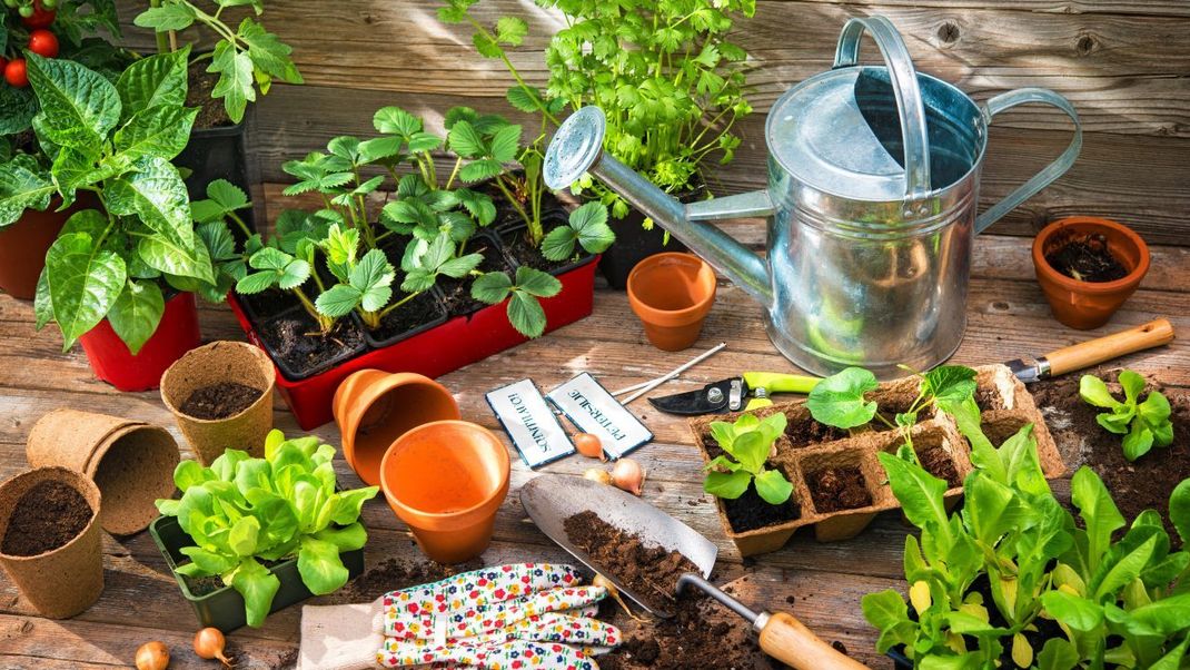 Es ist praktisch immer möglich, eigenes Obst und Gemüse anzubauen - selbst ohne Traktor oder großen Garten. Oft genügt schon ein Fensterbrett oder ein Balkon.