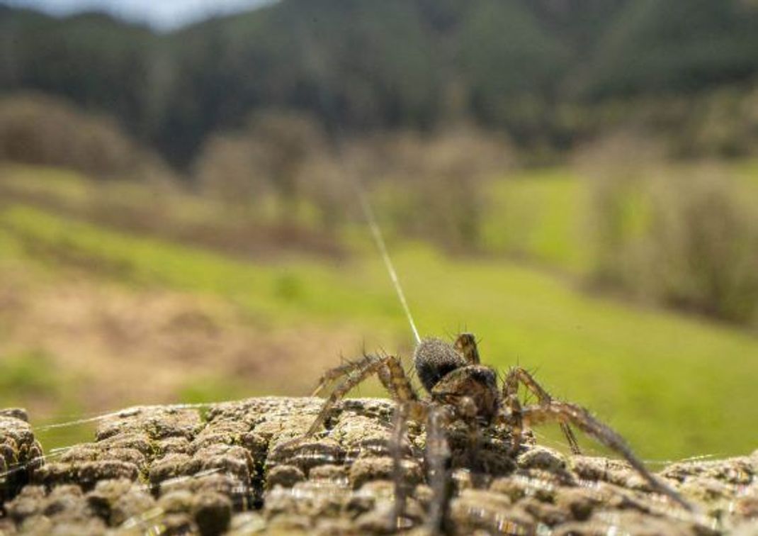 Aus Spinnwarzen schießt diese Spinne Fäden ab, die ein Segel zum Abheben bilden