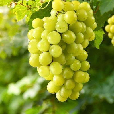 Close-up green grape cluster on vine in the vineyard.