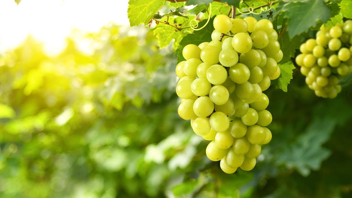 Close-up green grape cluster on vine in the vineyard.